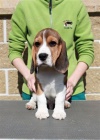 Beagle (b�gl)