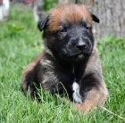 Belgick OVk Malinois