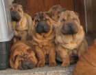 �arpej,  shar-pei, sharpei