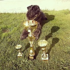 Flandersk� bouvier -�t��ata