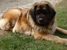 Leonberger �t���tka