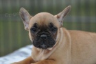 Francuski buldog �tenci za prodaju