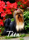 Jork��rsk� teri�r s PP - �T��ATA, yorkshire terrier