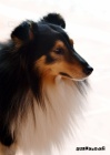 SHELTIE KRYT�
