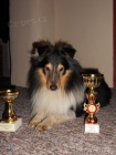 SHELTIE KRYT�