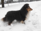 SHELTIE KRYT�
