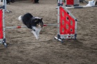SHELTIE KRYT�