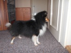 SHELTIE KRYT�