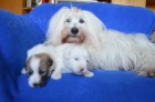 �t��ata Coton de Tulear