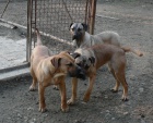 Perro de Presa Canario / kan�rsk� doga