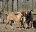 Perro de Presa Canario / kan�rsk� doga