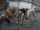 Perro de Presa Canario / kan�rsk� doga