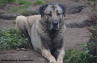 Kangal /Anatolsk pasteveck pes/