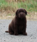 �t���tka Labrador retrievera
