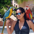 Rozko�n� papou�ci na prodej