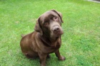 Labrador �okol�dov� �t���tka s PP