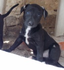 5 kr�sn�ch pejsk� whippeta