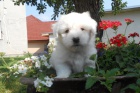 �t��ata Coton de Tulear