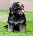 N�meck� ov��k - dlouhosrst� �t��ata