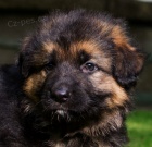 N�meck� ov��k - dlouhosrst� �t��ata