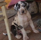 N�meck� doga-skvrnit� �t���tka