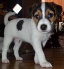 Nab�z�me �t���tka Parson Russell Teri�ra