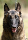 Belgick ovkmalinois