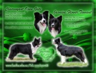 �t���tka border collie