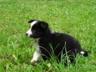 �t���tka border collie