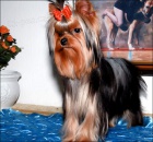 Jork��rsk� terier