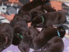 Labradorsk� retriever s PP- �okol�dov�