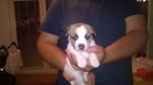 Jack Russell teri�r s PP