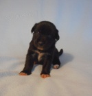 Peru�nsk� nah�� - zad�m �t���tka