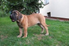 Boerboel, B�rsk� buldog, Burbul - �t�n� s PP