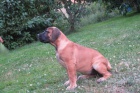 Boerboel, B�rsk� buldog, Burbul - �t�n� s PP