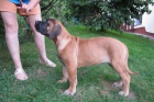 Boerboel, B�rsk� buldog, Burbul - �t�n� s PP