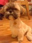 Nab�z�m kryt� pejskem rasy Shih-tzu