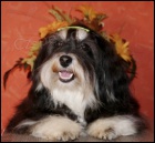 Havansk� ps�k s PP - fenka a pejsek