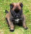 tata BO malinois