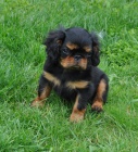 King charles spaniel s PP