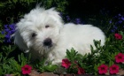 �t�n� Coton de Tulear