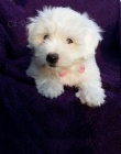 �t�n� Coton de Tulear