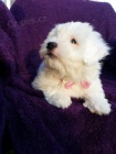 �t�n� Coton de Tulear