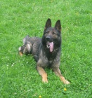 N�meck� ov��k �t��ata s PP