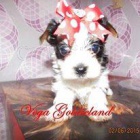 Barevn� jork��rkov� s PP