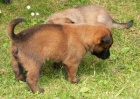 tata BO malinois