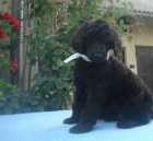 Pudl velk� �ern� s PP