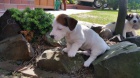 Jack Russell Teri�r