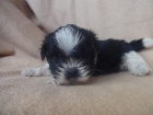 Prod�m Shih-tzu