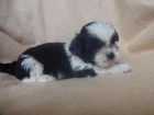 Prod�m Shih-tzu